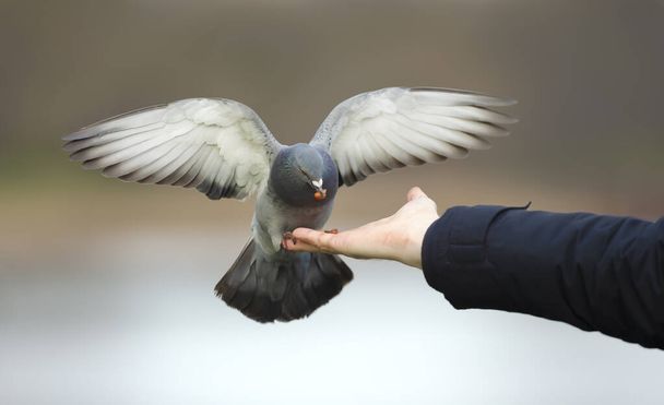 Close up of a Feral pigeon feeding from the hand, UK. - Photo, Image