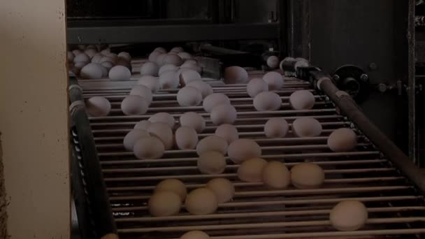 Fazenda Aves, Transportador Automatizado para o Movimento de Ovos de Frango Frescos, Linha de Produção de Ovos Industriais. Fechar.   - Filmagem, Vídeo