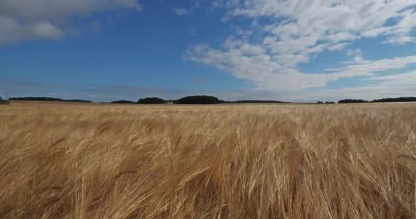 フランスのロワレにある大麦の畑 - 映像、動画