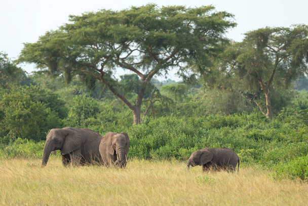 Afrika fili (Loxodonta africana), Kraliçe Elizabeth Ulusal Parkı, Uganda - Fotoğraf, Görsel