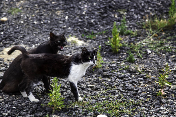 Gatos callejeros abandonados, animales sin hogar, tristeza - Foto, Imagen