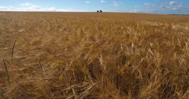 Πεδίο Barley στο Loiret, Γαλλία - Πλάνα, βίντεο