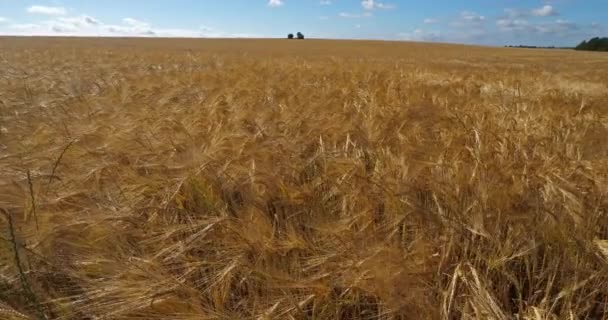 Πεδίο Barley στο Loiret, Γαλλία - Πλάνα, βίντεο