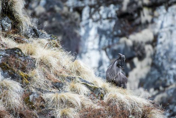 detailní záběr roztomilého tučňáka v horách - Fotografie, Obrázek