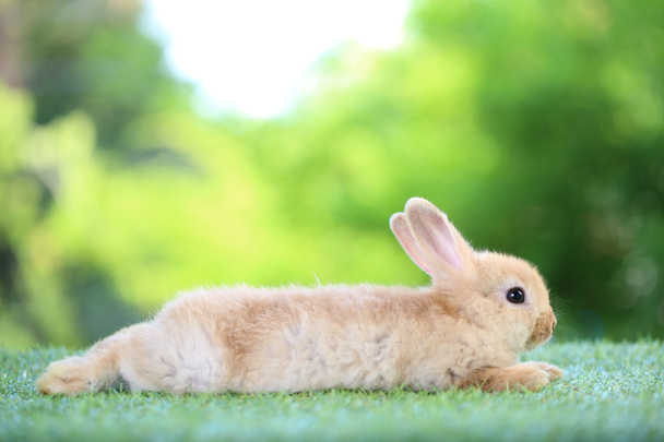 Cute litte rabbit on green grass with natural bokeh as background. Young adorable bunny playing in garden. - Photo, Image
