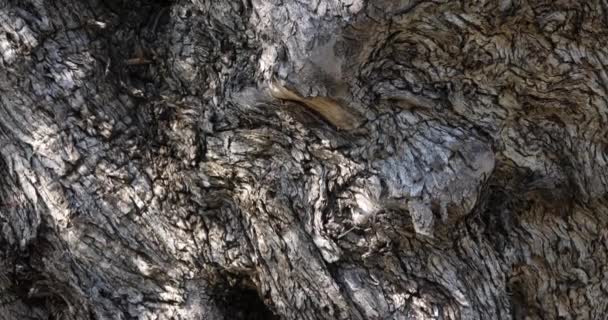 Крупным планом на коре тысячелетнего оливкового дерева на юге Франции - Кадры, видео