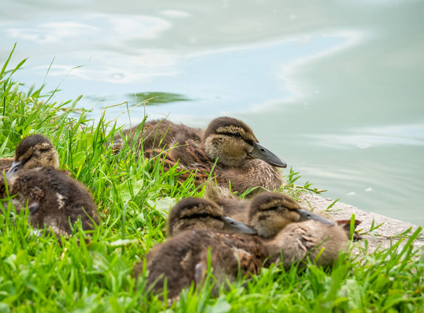 Adorable ducklings resting in the green grass - Фото, изображение