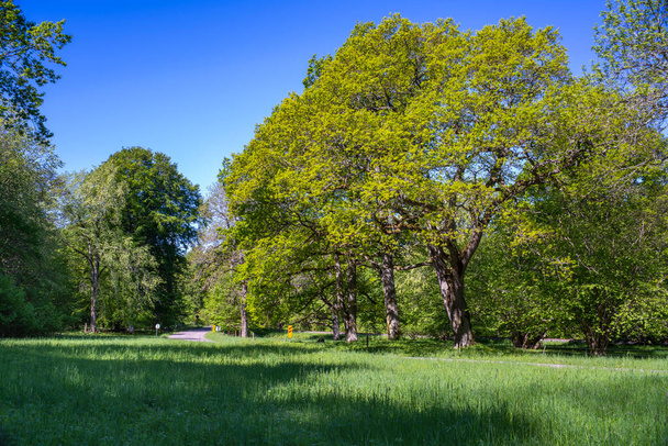 Estate Strada forestale in una foresta nebbiosa verde con querce adulte - Foto, immagini