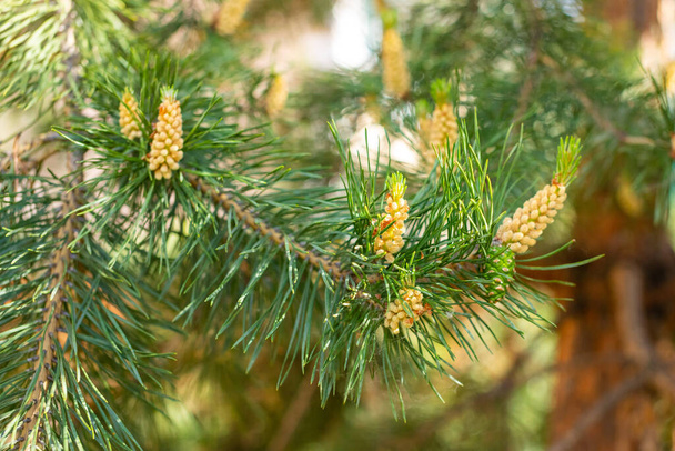 A green natural background with close-up view of a branch of pine flowering on sunny day, Siberia, Russia - Photo, Image