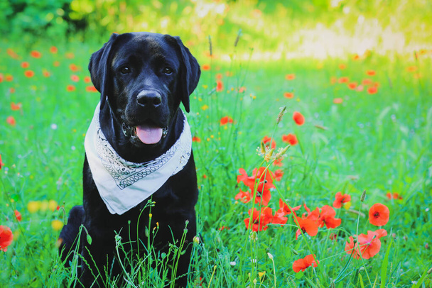 黒いラブラドール子犬は赤、ケシの花に囲まれた夏の日当たりの良い牧草地に座って - 写真・画像
