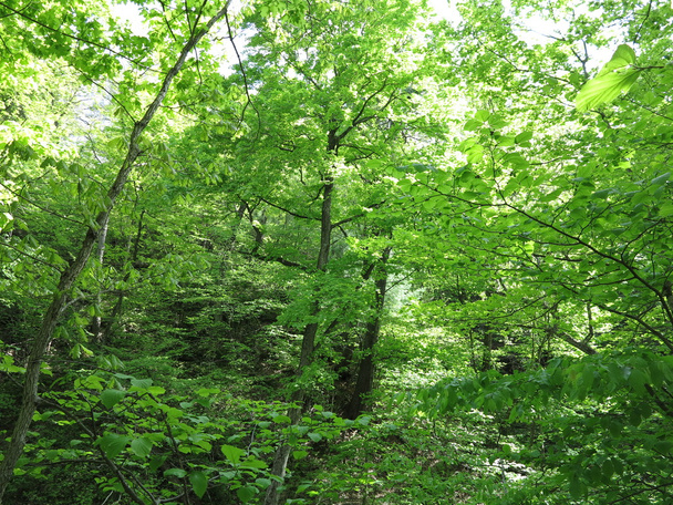 Printemps au Starved Rock State Park, Utica, Illinois avec des arbres montrant de belles feuilles vertes
 - Photo, image