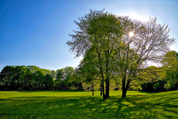Ranní sluneční paprsky procházející novým porostem zelené listy, jiskry, sluneční paprsky, jaro, stromy, Toronto, Ontario, Kanada - Fotografie, Obrázek