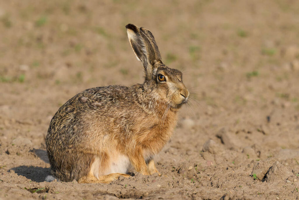 自然環境におけるヨーロッパのウサギ(Lepus europaeus） - 写真・画像