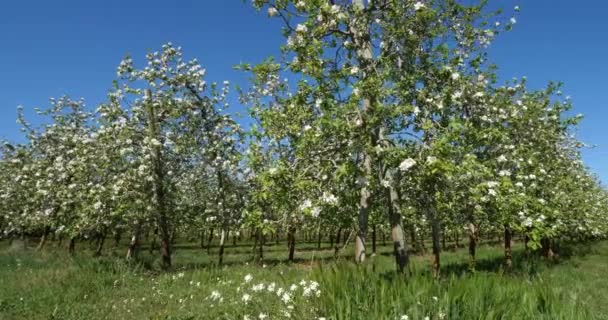 Elma ağaçları bahar mevsiminde çiçek açar, Occitanie, Güney Fransa - Video, Çekim