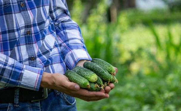 fresh cucumbers in the farmer's hand. Nature. Selective focus - Photo, Image