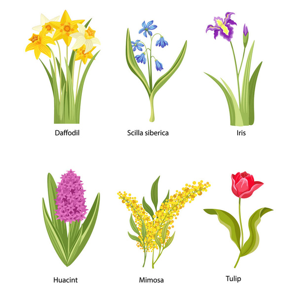 Set di fiori primaverili, fiori primaverili, narcisi delle piante, scilla siberica, iris e huacint con mimosa o tulipano - Vettoriali, immagini