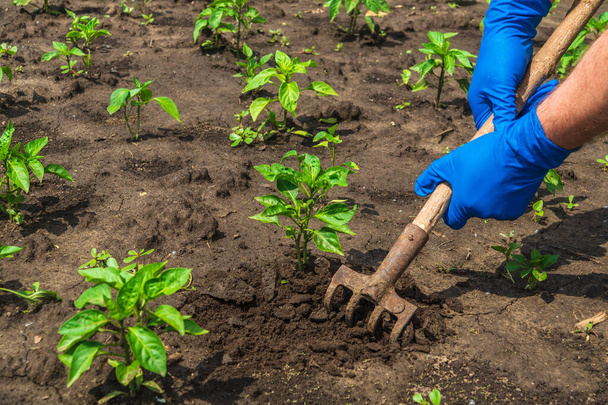 De boer harkt de grond rond de jonge peper. Close-up van de handen in handschoenen van een agronomist bij het verzorgen van een moestuin. - Foto, afbeelding