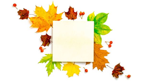 葉の秋。カラフルな乾燥葉、白い背景に隔離された秋の組成物の赤い果実。テンプレート秋の収穫感謝祭ハロウィン記念日招待カード - 写真・画像