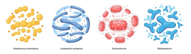 Probiotikus baktériumok, jó mikrobák a gyomor egészségére és mikrobiális flóra. Streptococcus Thermofillus, Lactobacillus - Vektor, kép
