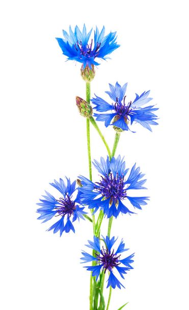 Beautiful blue cornflower isolated on white background.  Selective focus - Valokuva, kuva