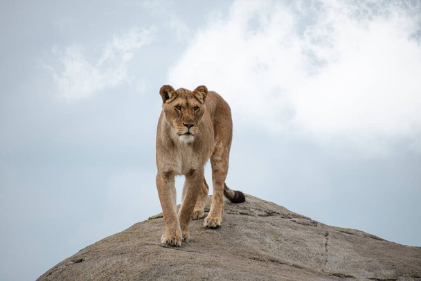 Vrouwelijke leeuw of Panthera leo loopt op een grote steen en kijkt in de camera - Foto, afbeelding