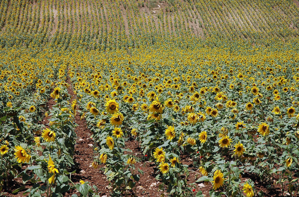 Beautiful sunflower plantation in Morocco - Photo, Image