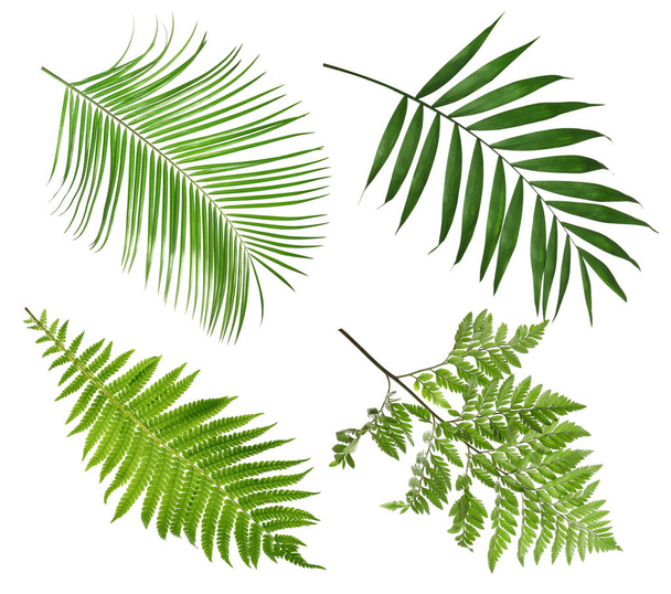 Set with beautiful fern and other tropical leaves on white background - Foto, immagini