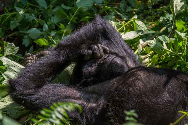 Berggorilla sticht Nase aus - Foto, Bild