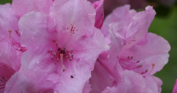 Rhododendron catawbiense known as Catawba rosebay, Catawba rhododendron, mountain rosebay, purple ivy,purple laurel,purple rhododendron,red laurel, rosebay,rosebay laurel. - Footage, Video