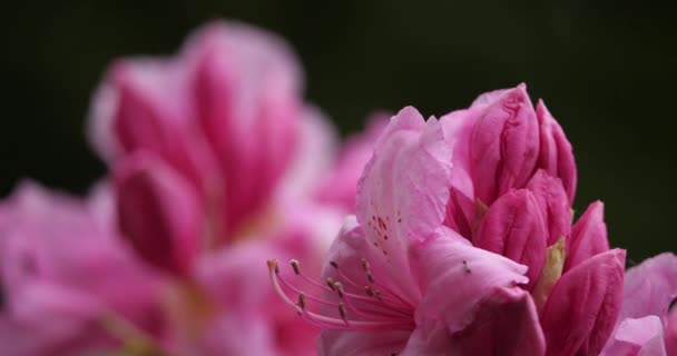 Rhododendron catawbiense bekend als Catawba rosebay, Catawba rhododendron, berg rozenbaai, paarse klimop, paarse laurier, paarse rododendron, rode laurier, rozenbaai, rozenbaai laurier. - Video