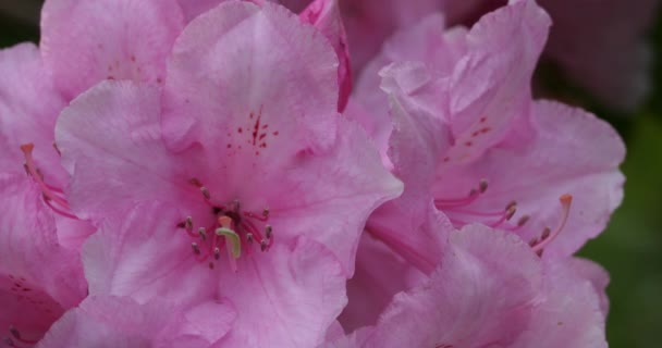 Rhododendron catawbiense néven ismert Catawba rózsabimbó, Catawba rododendron, hegyi rózsabimbó, lila borostyán, lila babér, lila rododendron, vörös babér, rózsabimbó, rózsabimbó babér. - Felvétel, videó