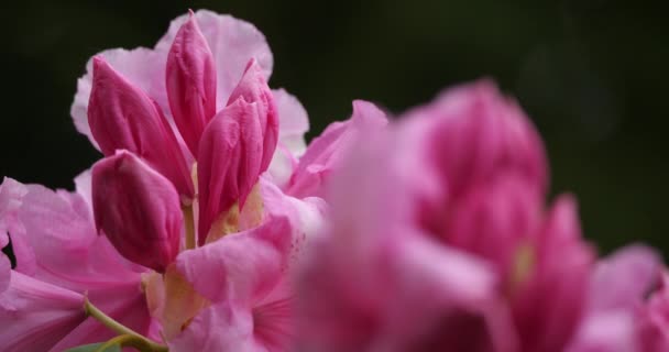 Rhododendron catawbiense, bekannt als Catawba rosebay, Catawba rhododendron, Bergrose, lila Efeu, lila Lorbeer, lila Rhododendron, roter Lorbeer, rosebay, rosebay Lorbeer. - Filmmaterial, Video