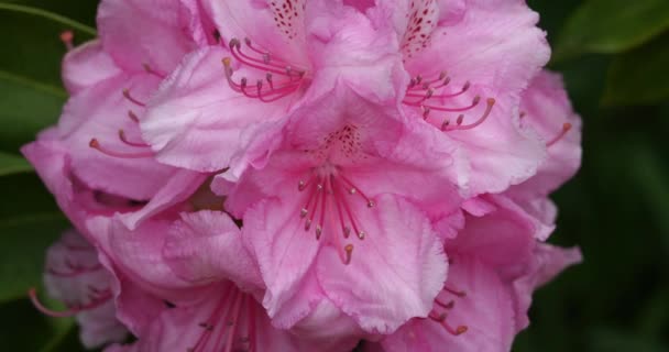 Rhododendron catawbiense conocido como Catawba rosebay, Catawba rododendron, rosebay montaña, hiedra púrpura, laurel púrpura, rododendron púrpura, laurel rojo, rosebay, laurel rosebay. - Metraje, vídeo