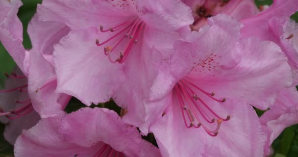 Rhododendron catawbiense néven ismert Catawba rózsabimbó, Catawba rododendron, hegyi rózsabimbó, lila borostyán, lila babér, lila rododendron, vörös babér, rózsabimbó, rózsabimbó babér. - Felvétel, videó