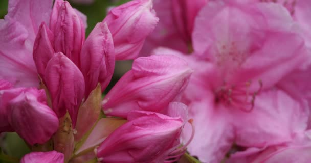 Rhododendron catawbiense tunnetaan Catawba rosebay, Catawba alppiruusu, vuori ruusukaali, violetti muratti, violetti laakeri, violetti alppiruusu, punainen laakeri, ruusukaali, ruusukaali. - Materiaali, video