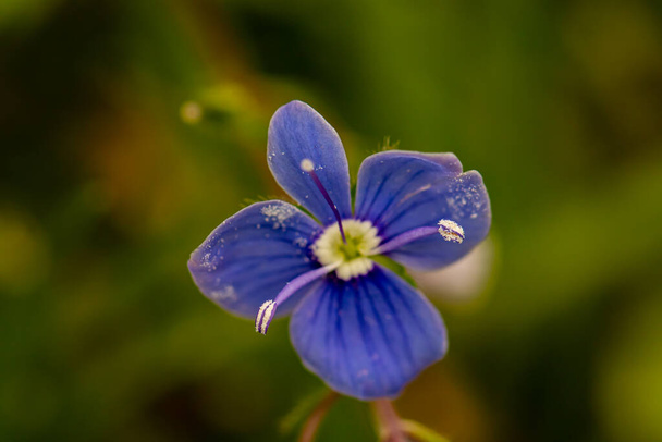 Verónica agrestis flores en el jardín - Foto, Imagen