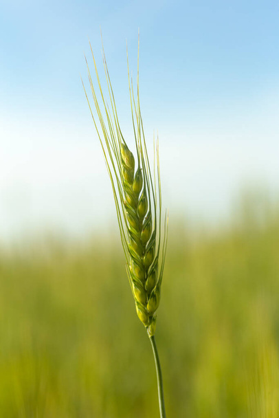  Pšeničné pole. Sklizeň pšenice na letním slunném poli. Zemědělství, žitný chov a rostoucí koncepce biopotravin - Fotografie, Obrázek