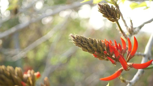 Красный цветок кораллового дерева в саду, Калифорния, США. Весеннее цветение пламени эритрины, романтическая ботаническая атмосфера, нежный экзотический тропический цветок. Весенние яркие цвета. Мягкая свежесть размытия - Фото, изображение