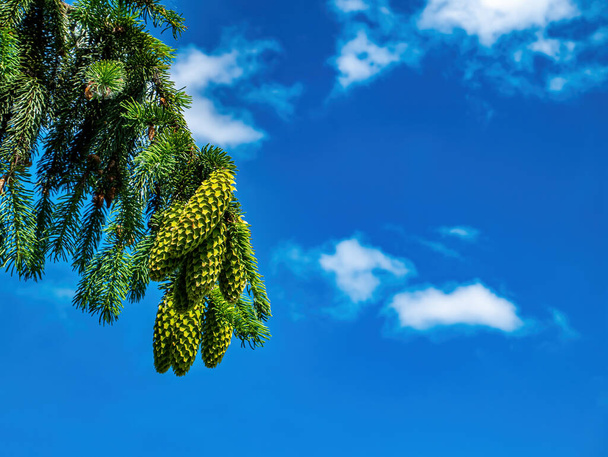 Spruce tree branch with green cones against the blue sky. Coniferous forest. Spruce cones. Coniferous needles. Branch of a tree. Blue sky. White cumulus clouds. Natural landscape. Sunlight. - Photo, Image