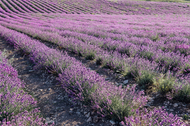 field of ripe purple lavender farming nature - Фото, изображение