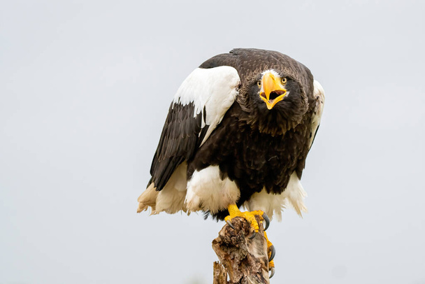 Steller's sea eagle sits on a stump against the background of blue sky. The bird of prey looks down. Open beak. - Photo, Image