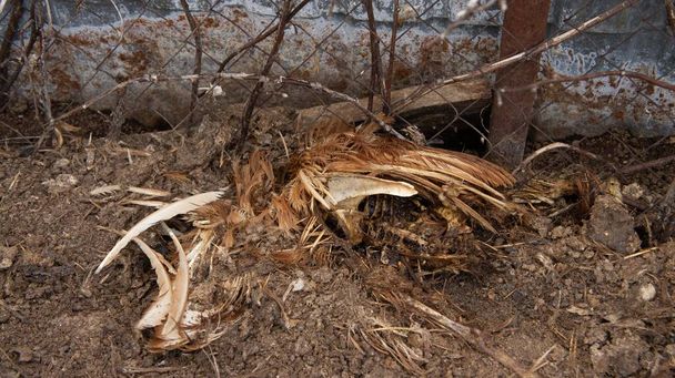 Pollo morto in una discarica. Terreno di sepoltura per animali. Smaltimento dei rifiuti biologici pericolosi - Foto, immagini