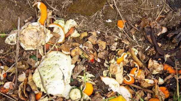 Desperdício de comida num monte de compostagem. Compostagem. A apodrecer. Fermentação - Foto, Imagem