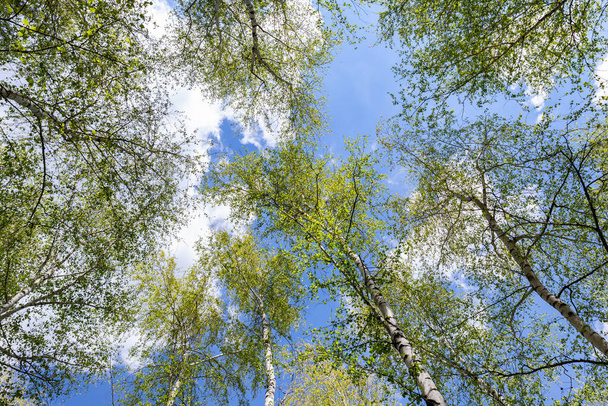 Alsó felfelé néző gyönyörű buja friss zöld nyírfa erdő lombkorona tetején és fényes színes nap ragyog át. Kék tiszta, széles ég háttere.Scenic nz erdő természeti táj panoráma - Fotó, kép
