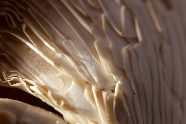Mushrooms are a macro abstract food background. The gray texture of the edible mushrooms Pleurotus ostreatus. Eco-trend, vegetarian, healthy food. Low depth of field mushroom pattern. copy space - Photo, Image