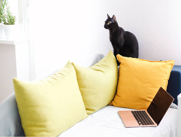 Черная кошка на диване с подушками и пледами. Домашнее животное - Фото, изображение