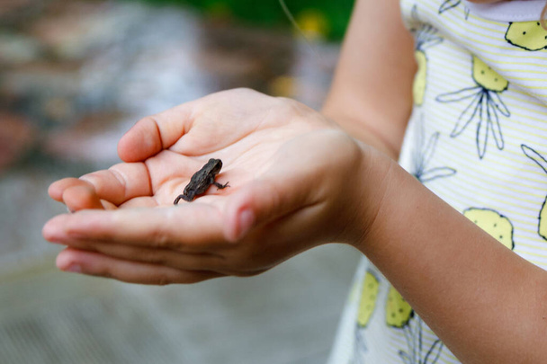 Little preschool girl holding small wild frog. Happy curious child watching and exploring animals in nature. - Photo, Image