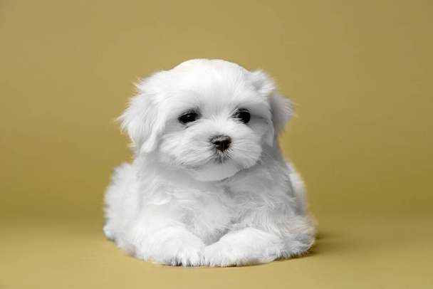Malta soyundan güzel beyaz bir köpek yavrusu. - Fotoğraf, Görsel