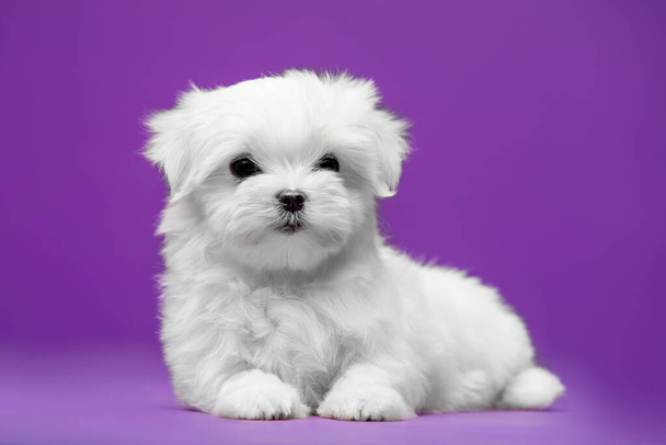 マルタの品種の美しい小さな白い子犬 - 写真・画像