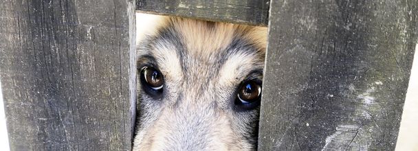 σκύλος πίσω από φράχτη - Φωτογραφία, εικόνα